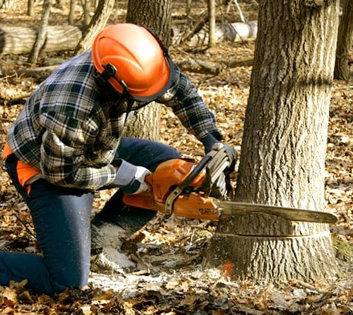 Tree Removal in Beeler, KS